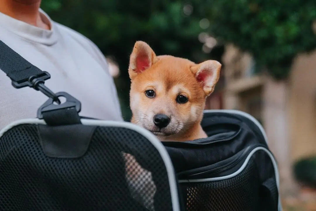 Difference Between Service, Emotional Support Animals, and Pets in Nashville, TN